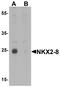 Homeobox protein Nkx-2.8 antibody, PA5-72764, Invitrogen Antibodies, Western Blot image 