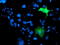 Integrin Alpha FG-GAP Repeat Containing 2 antibody, TA503051S, Origene, Immunofluorescence image 