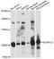 Aldehyde Dehydrogenase 1 Family Member L2 antibody, LS-C749459, Lifespan Biosciences, Western Blot image 