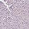 Intraflagellar Transport 52 antibody, PA5-66920, Invitrogen Antibodies, Immunohistochemistry frozen image 