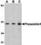 Presenilin 1 antibody, LS-B1390, Lifespan Biosciences, Western Blot image 