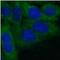 SLIT And NTRK Like Family Member 6 antibody, FNab07984, FineTest, Immunofluorescence image 