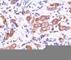 ERBB2 antibody, V7074-100UG, NSJ Bioreagents, Flow Cytometry image 
