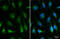 Roundabout Guidance Receptor 1 antibody, GTX114103, GeneTex, Immunofluorescence image 