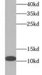 S100 Calcium Binding Protein A10 antibody, FNab07552, FineTest, Western Blot image 