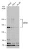 Sialoadhesin antibody, GTX131703, GeneTex, Western Blot image 