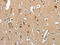 Regulator Of Calcineurin 1 antibody, CSB-PA554520, Cusabio, Immunohistochemistry paraffin image 