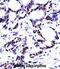 Heterogeneous nuclear ribonucleoprotein M antibody, abx027736, Abbexa, Immunohistochemistry frozen image 