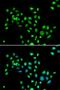 H2A Histone Family Member Y antibody, PA5-77112, Invitrogen Antibodies, Immunofluorescence image 