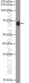 Family With Sequence Similarity 171 Member A2 antibody, 20836-1-AP, Proteintech Group, Western Blot image 