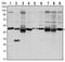 Forkhead Box D3 antibody, AM06541SU-N, Origene, Western Blot image 