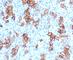 TNF Receptor Superfamily Member 8 antibody, V7036IHC-7ML, NSJ Bioreagents, Immunohistochemistry frozen image 