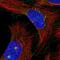 Microtubule Associated Protein 11 antibody, PA5-56156, Invitrogen Antibodies, Immunofluorescence image 