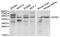 Endothelin-3 antibody, MBS2522988, MyBioSource, Western Blot image 