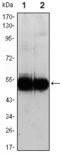 L1CAM antibody, AM06443SU-N, Origene, Western Blot image 