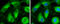Cytochrome P450 Family 3 Subfamily A Member 43 antibody, GTX117120, GeneTex, Immunofluorescence image 