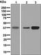 QKI, KH Domain Containing RNA Binding antibody, ab126742, Abcam, Western Blot image 