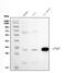 Purine Nucleoside Phosphorylase antibody, M00988-1, Boster Biological Technology, Western Blot image 