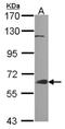 Growth factor receptor-bound protein 7 antibody, NBP1-30964, Novus Biologicals, Western Blot image 