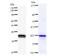 Forkhead Box N3 antibody, LS-C342332, Lifespan Biosciences, Western Blot image 