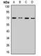 Polo Like Kinase 3 antibody, LS-C668254, Lifespan Biosciences, Western Blot image 