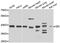 Protein quaking antibody, PA5-77110, Invitrogen Antibodies, Western Blot image 