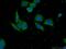 Riboflavin kinase antibody, 15813-1-AP, Proteintech Group, Immunofluorescence image 
