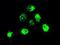 Neurotrophic Receptor Tyrosine Kinase 2 antibody, NBP1-47898, Novus Biologicals, Immunofluorescence image 