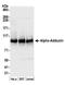 Adducin 1 antibody, A303-714A, Bethyl Labs, Western Blot image 