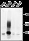 Chloride Voltage-Gated Channel 3 antibody, GTX54815, GeneTex, Western Blot image 