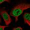 Uridine-Cytidine Kinase 1 antibody, HPA050969, Atlas Antibodies, Immunofluorescence image 