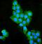 Occludin antibody, A01246-2, Boster Biological Technology, Immunofluorescence image 