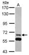 Zinc Finger Protein 567 antibody, NBP2-21027, Novus Biologicals, Western Blot image 