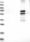 Eukaryotic Translation Initiation Factor 4 Gamma 3 antibody, NBP1-84865, Novus Biologicals, Western Blot image 