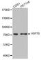 Heat shock 70 kDa protein 1A/1B antibody, STJ24092, St John