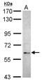 E3 ubiquitin-protein ligase MGRN1 antibody, NBP2-17286, Novus Biologicals, Western Blot image 