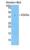 RNase 1 antibody, LS-C299971, Lifespan Biosciences, Western Blot image 