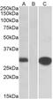 Fanconi anemia group F protein antibody, 42-462, ProSci, Western Blot image 
