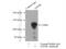 Activating Transcription Factor 6 Beta antibody, 15794-1-AP, Proteintech Group, Immunoprecipitation image 