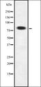 Kallikrein Related Peptidase 6 antibody, orb335514, Biorbyt, Western Blot image 