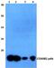 Cytochrome c oxidase subunit 6B2 antibody, PA5-75691, Invitrogen Antibodies, Western Blot image 