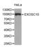 PMSCL antibody, abx002954, Abbexa, Western Blot image 