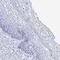 RBAT antibody, PA5-58356, Invitrogen Antibodies, Immunohistochemistry frozen image 