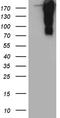 p53BP1 antibody, TA806952, Origene, Western Blot image 