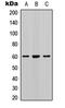 SMAD2 antibody, GTX54987, GeneTex, Western Blot image 