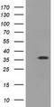 Eukaryotic translation initiation factor 2 subunit 1 antibody, TA501402S, Origene, Western Blot image 