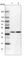 Sorbitol Dehydrogenase antibody, HPA040621, Atlas Antibodies, Western Blot image 