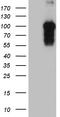 Brain Enriched Guanylate Kinase Associated antibody, LS-C792564, Lifespan Biosciences, Western Blot image 