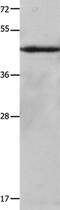 Keratin 23 antibody, PA5-50198, Invitrogen Antibodies, Western Blot image 