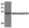 CREB/ATF BZIP Transcription Factor antibody, NBP1-76539, Novus Biologicals, Western Blot image 
